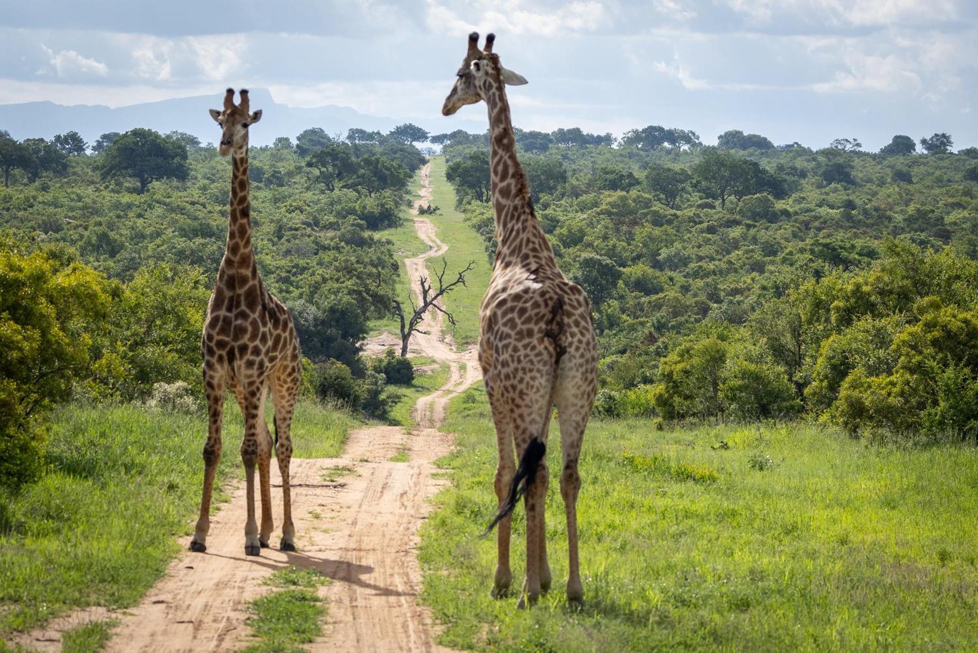 Вілла Tangala Safari Camp заповідник Торнібуш Екстер'єр фото